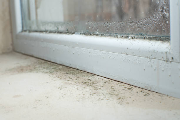 Professional Mold Removal in Port Isabel, TX